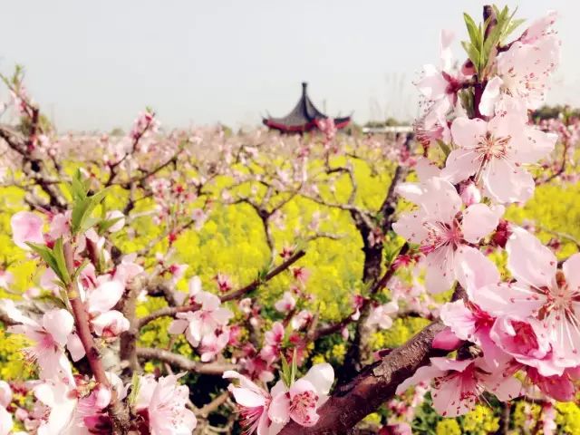 最新春暖花开地址揭秘，一段春日旅行的温馨之旅