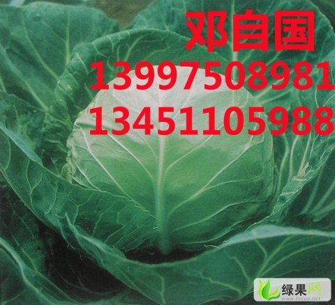 今日甘蓝价格行情，变化中的学习助力自信与辉煌成就