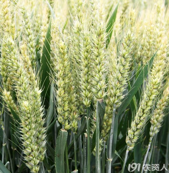 科技育种引领农业革新，最新小麦品种亮相